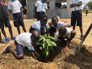 🌳 Reforestation Compensation
